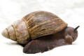 Archachatina degneri Ghana adult